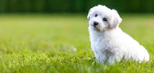 Dog Grooming Breed - Bichon Frise