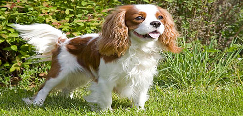 Dog Grooming Breed - Cavalier King Charles Spaniel