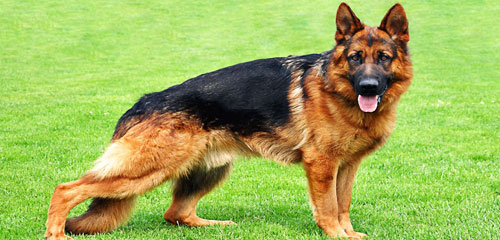 Dog Grooming Breed - German Shepherd