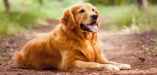 Dog Grooming Breed - Golden Retriever