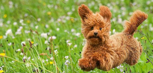 Dog Grooming Breed - Miniature Poodle