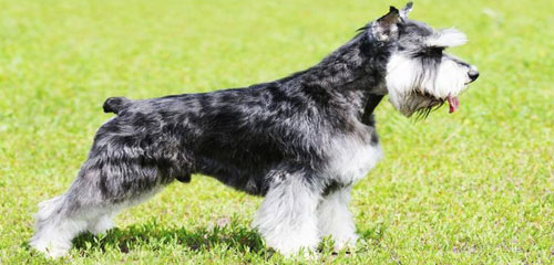 Dog Grooming Breed - Miniature Schnauzer