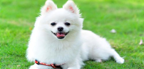 Dog Grooming Breed - Pomeranian