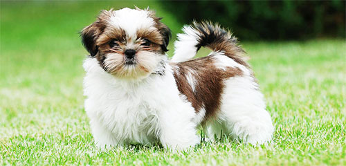 Dog Grooming Breed - Shih Tzu