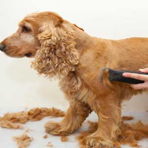 Dog Grooming License