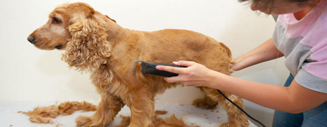 Do You Need a Dog Grooming License?