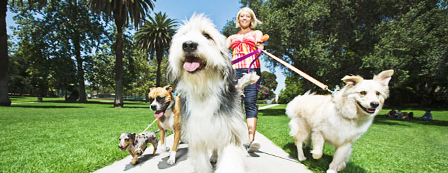 Where Dog Groomers Work