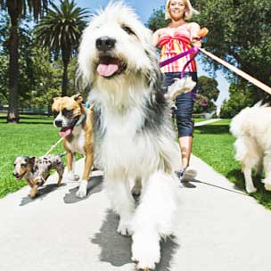 Where Dog Groomers Work